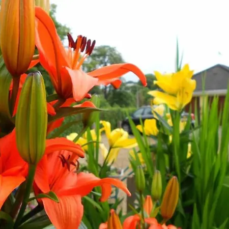 The Yellow House Panzió Navan